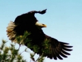 Bald Eagle-2.jpg