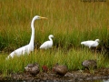 Egrets-1 .jpg