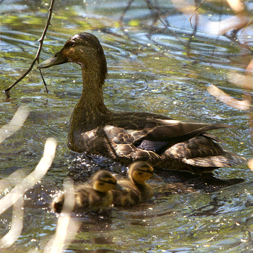 Female Black Duck with chicks