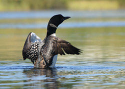 Loons are commonly seen on The Basin in Auburn