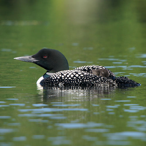 Common Loon with chick asleep on its back