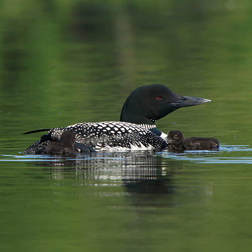 Common Loon with two Chicks