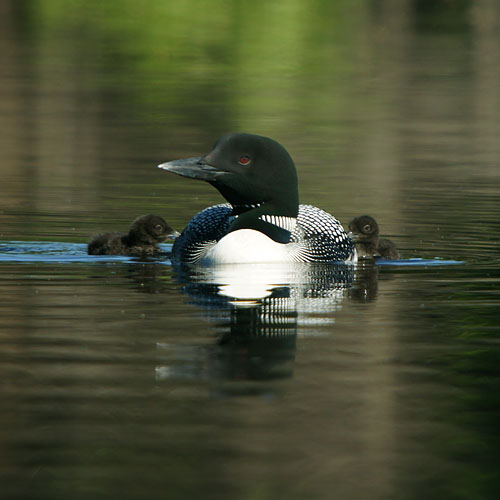 Common Loon with chick on its back