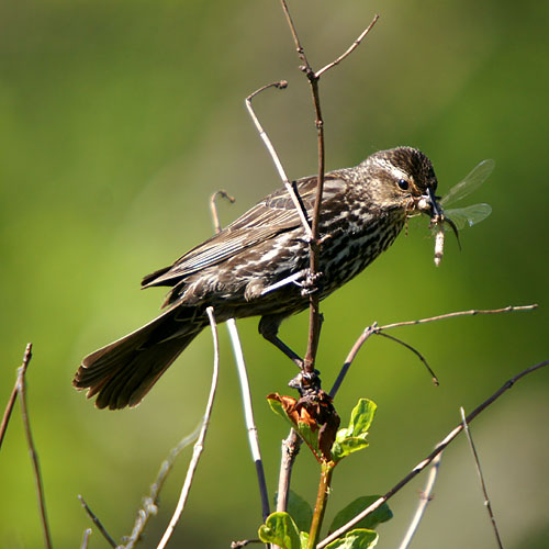 Female Red-winged Blackbird with prey