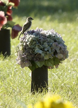 Phoebe sitting on a cemetery bouquet