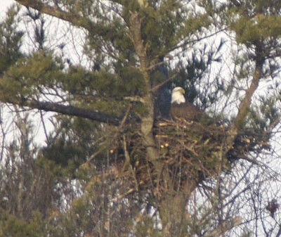 Bald eagle at nest near Gulf Island Dam