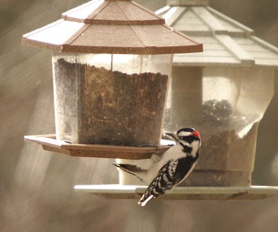 Downy Woodpecker at feeder