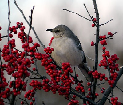 Mockingbird on Winterberry