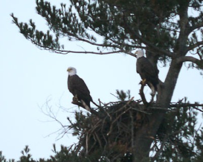 Two Bald Eagles on nest on the island behind Pat's Pizza