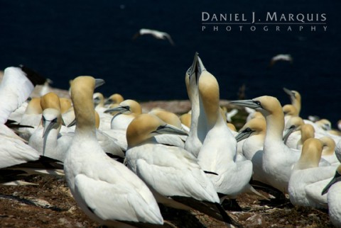 Northern Gannets on Bonaventure Island