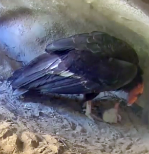 California Condor at nest