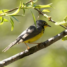 male canada warbler