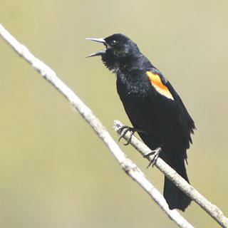 male Red-winged Blackbird singing