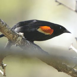male red-winged blackbird