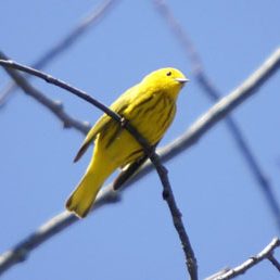 male Yellow Warbler