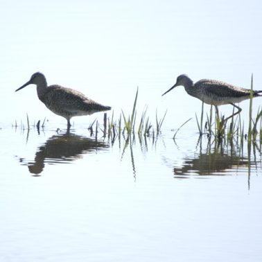 Willet and Lesser Yellowlegs
