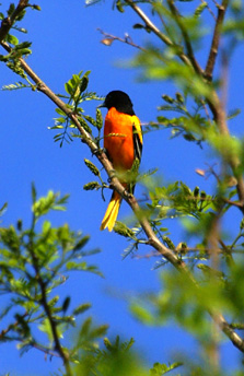 Northern Oriole in Tree