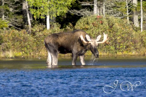 Maine Moose - courtesy of Jim Walker Photography
