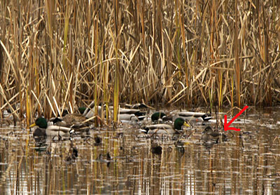 One female Ring-neck Duck with a group of Mallards at Lake Auburn