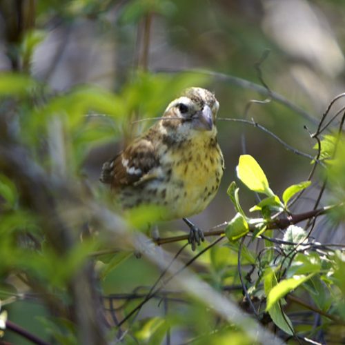 Female Rose-breasted Grosbeak with nest material