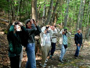 people with binoculars looking into the trees