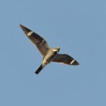 nighthawk in flight