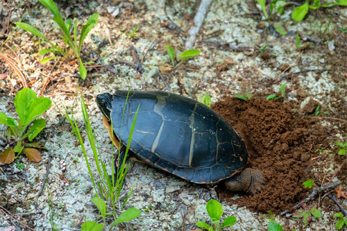 Painted Turtle Laying Eggs