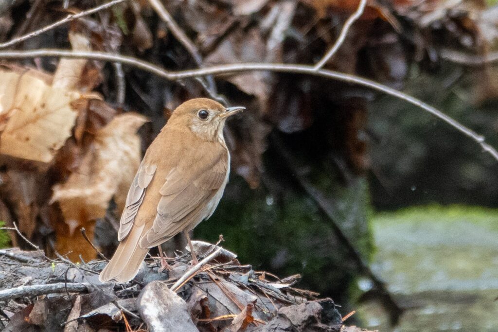 Veery