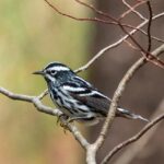 Black and White Warbler by Dana Little
