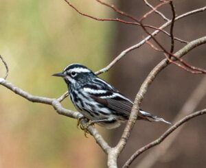 Black and White Warbler by Dana Little