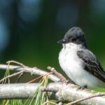 Eastern Kingbird