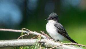 Eastern Kingbird