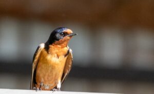 Barn Swallow